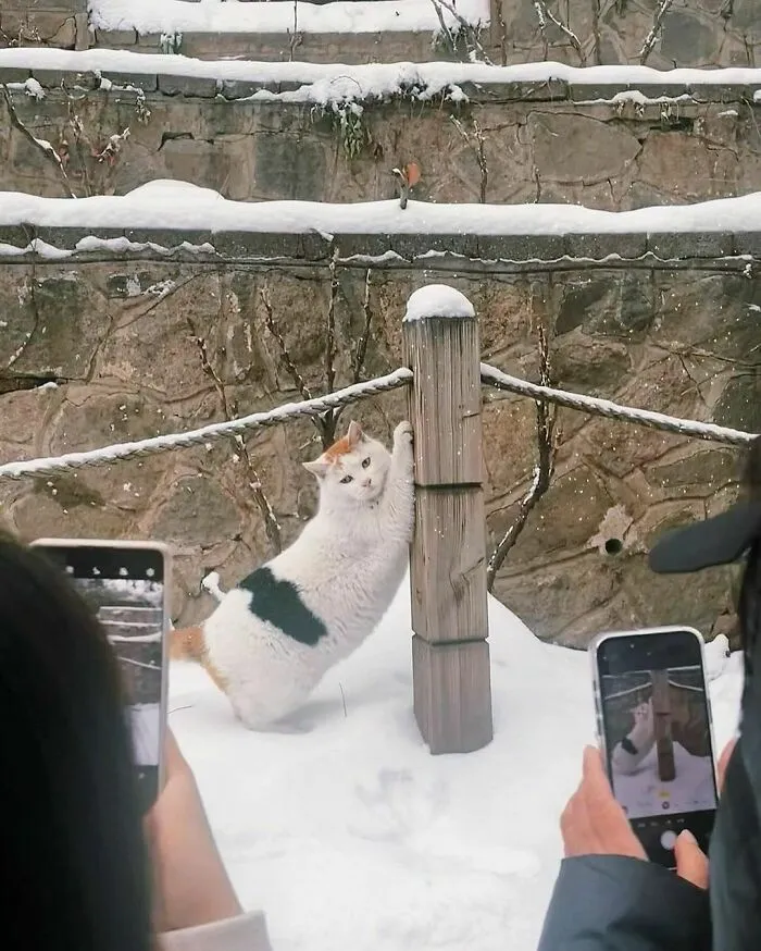40 Funny And Cute Cats That Might Heal Your Depression, As Shared On This Instagram Page