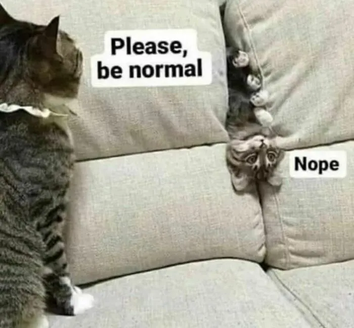 50 Hilarious And Relatable Memes Dedicated To All Things Feline