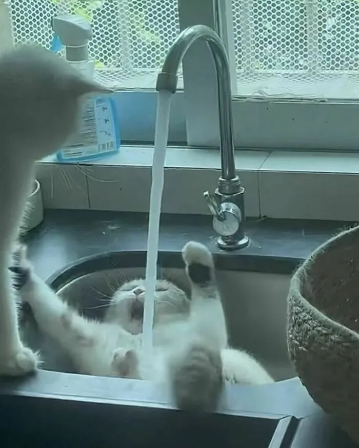40 Funny And Cute Cats That Might Heal Your Depression, As Shared On This Instagram Page