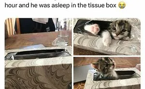 This Page Is Dedicated To Hilarious And Random Memes, Here Are The 50 Best Ones