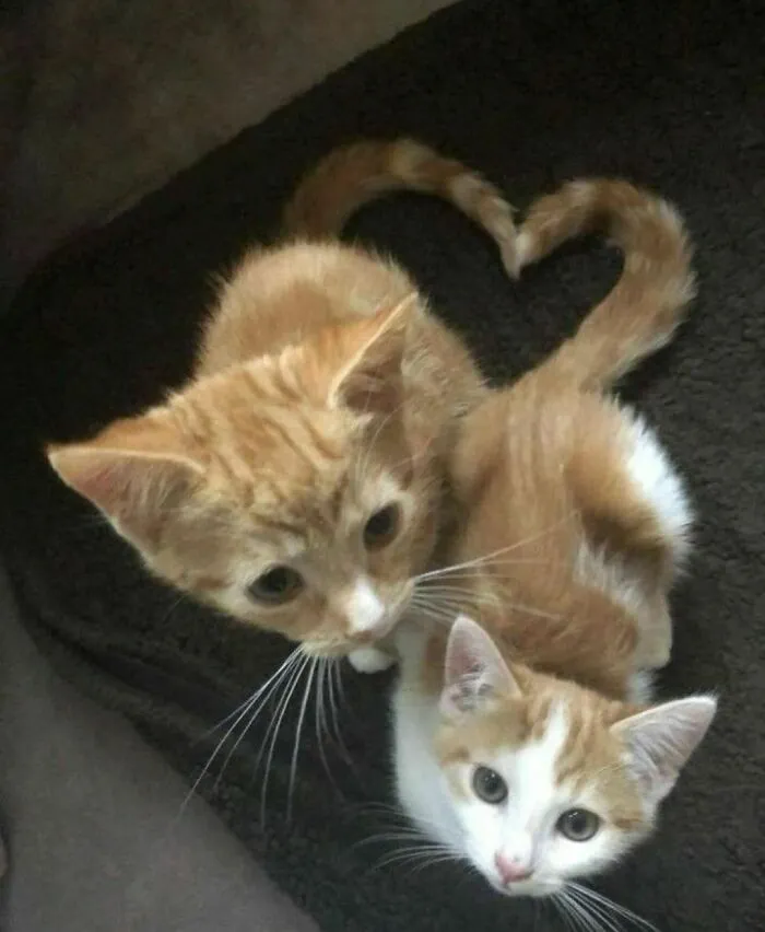 40 Funny And Cute Cats That Might Heal Your Depression, As Shared On This Instagram Page