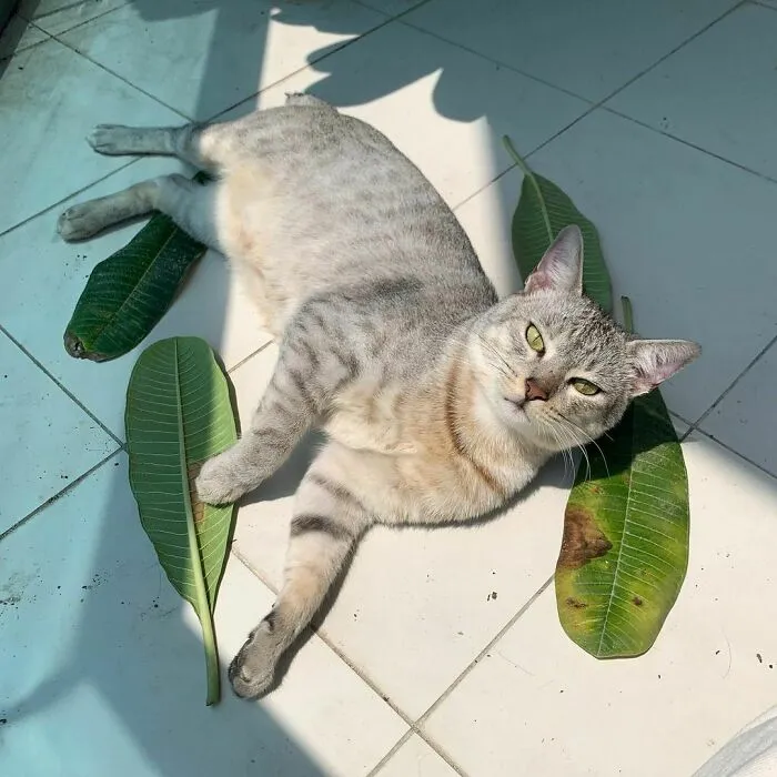 American Bobtail