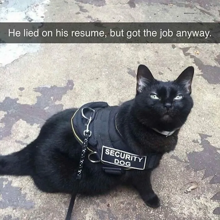 40 Funny And Cute Cats That Might Heal Your Depression, As Shared On This Instagram Page