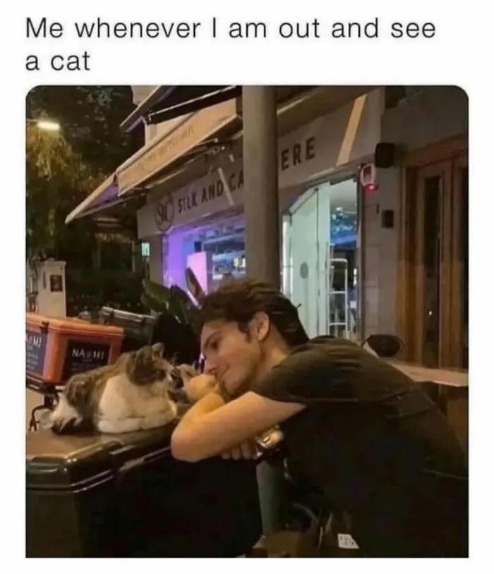 40 Funny And Cute Cats That Might Heal Your Depression, As Shared On This Instagram Page