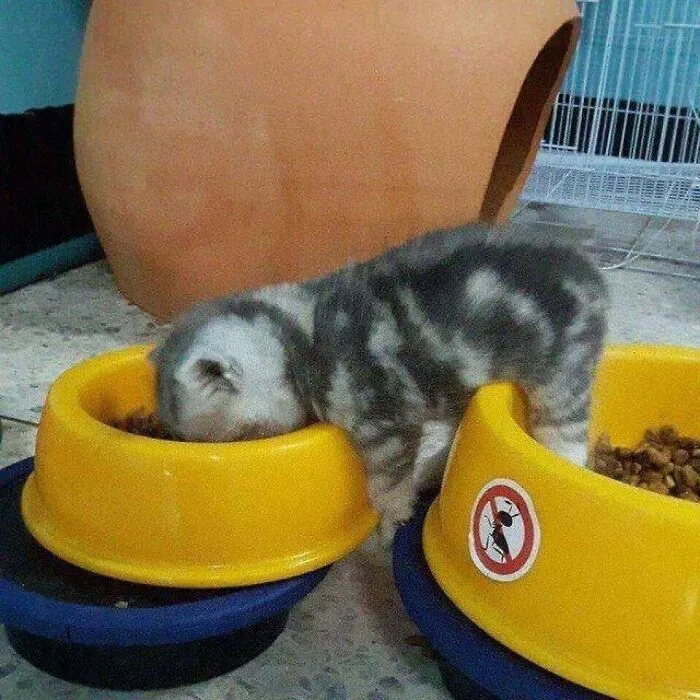 40 Funny And Cute Cats That Might Heal Your Depression, As Shared On This Instagram Page