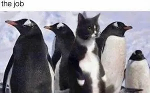 50 Cute And Funny Memes That Might Make You Want To Get A Cat