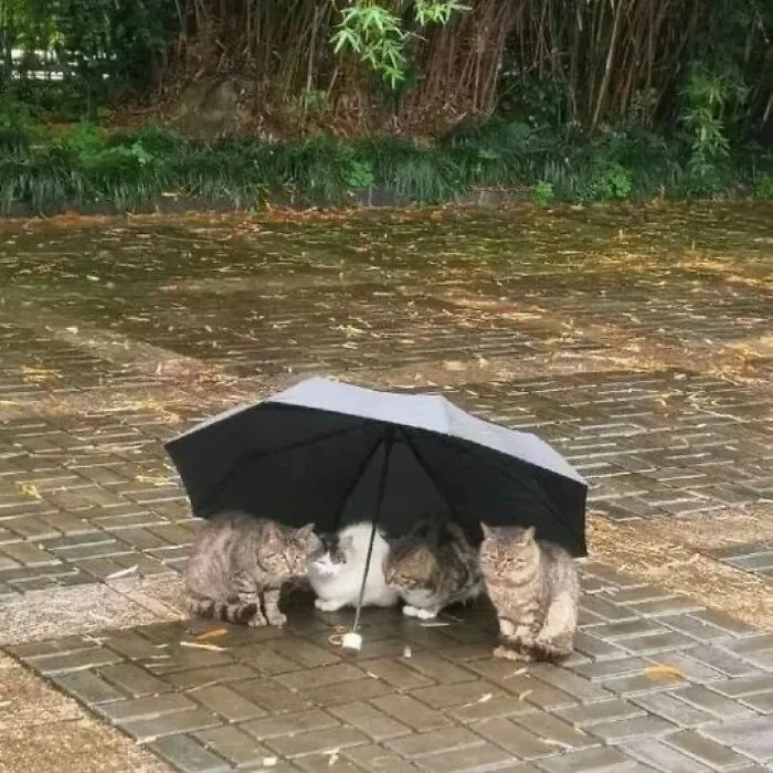 40 Funny And Cute Cats That Might Heal Your Depression, As Shared On This Instagram Page