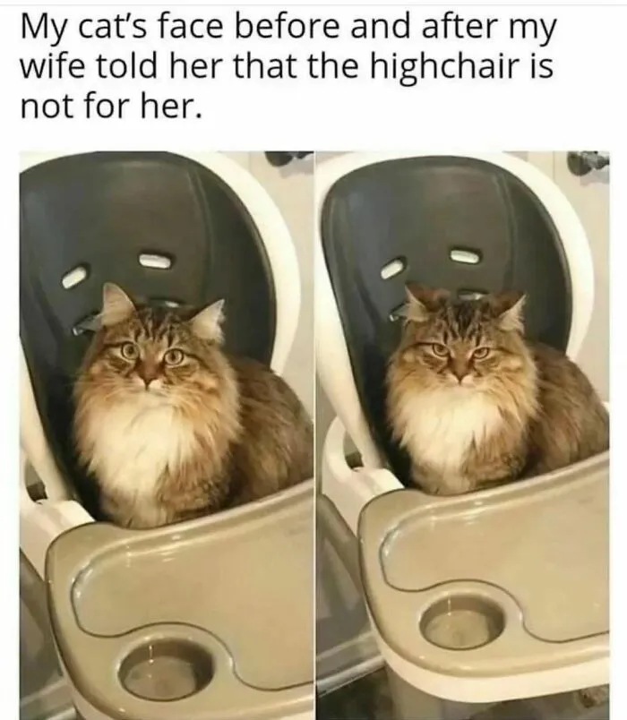My Cat's Face Before And After Learning The Highchair Is Not For Her