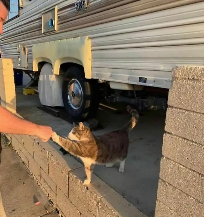 40 Funny And Cute Cats That Might Heal Your Depression, As Shared On This Instagram Page