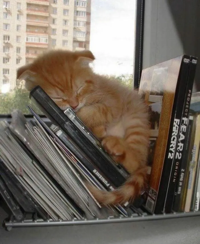 40 Funny And Cute Cats That Might Heal Your Depression, As Shared On This Instagram Page