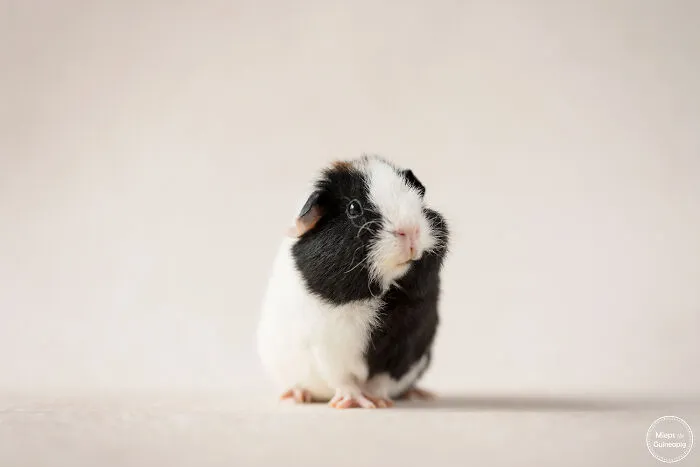 Hi There!