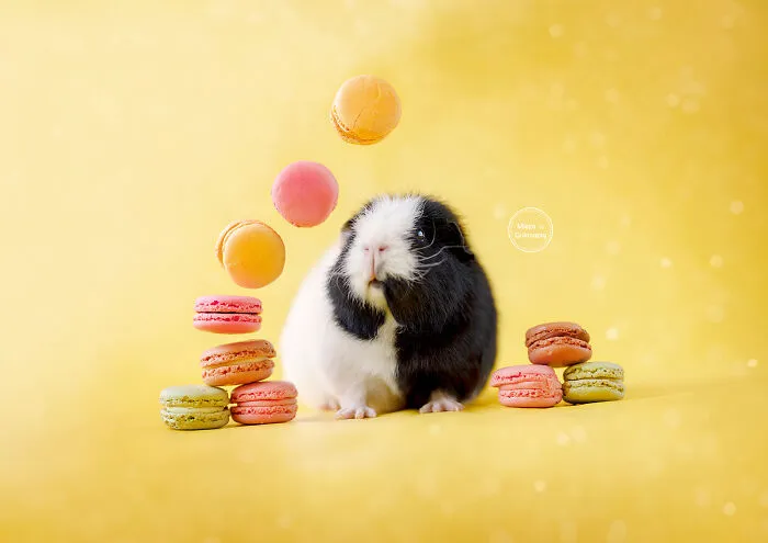 Nomnom