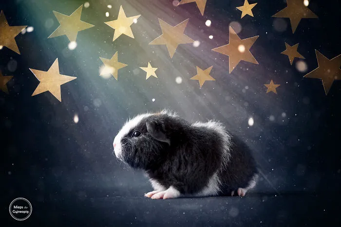 Starry