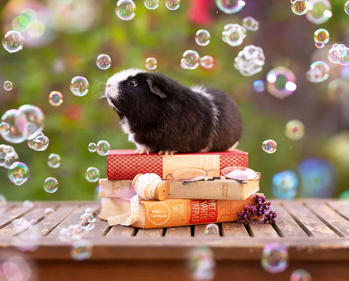 Bubbles