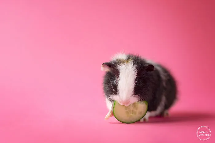 Tiny Piggy