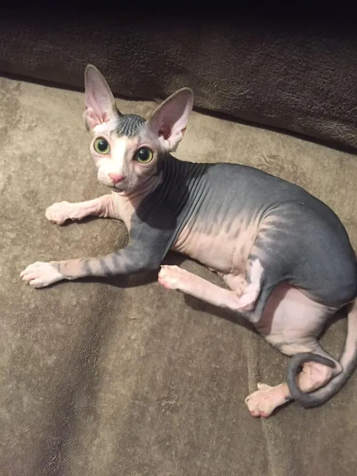 Fluffy, My Hairless Cat ;)