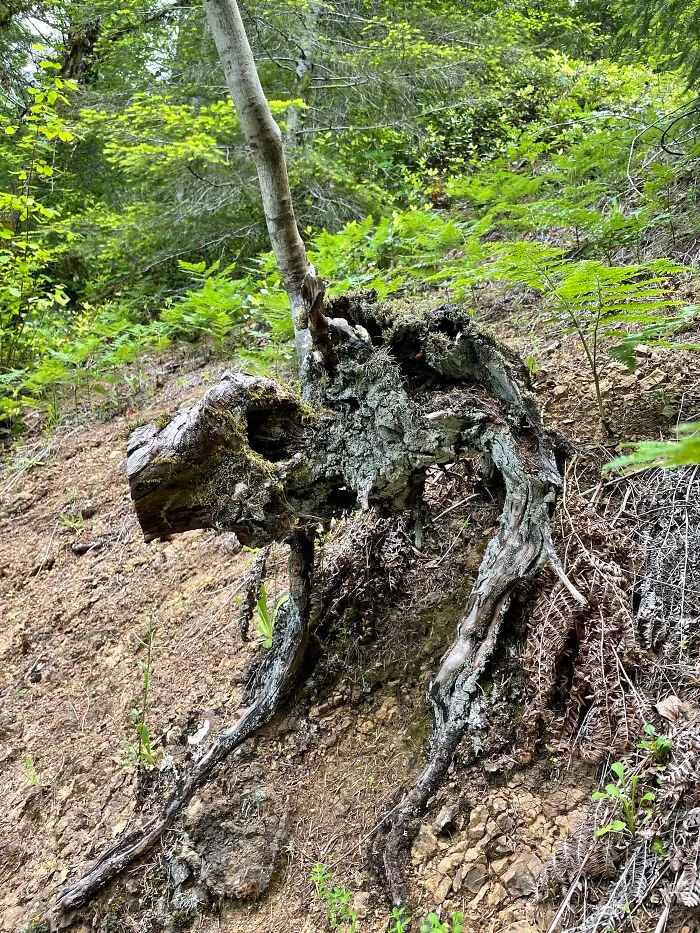 Alien Stump