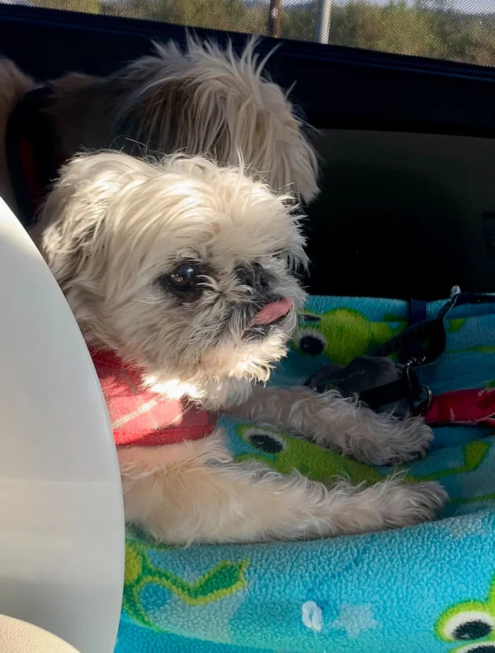 Sticking Her Tongue Out At Me