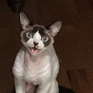 Kitty