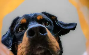 The Art Of Capturing Dogs Through Treat Bags