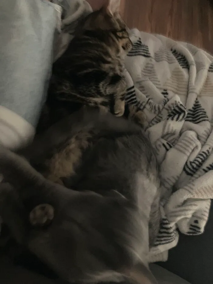 My Baby Noel And Her Brother Odin