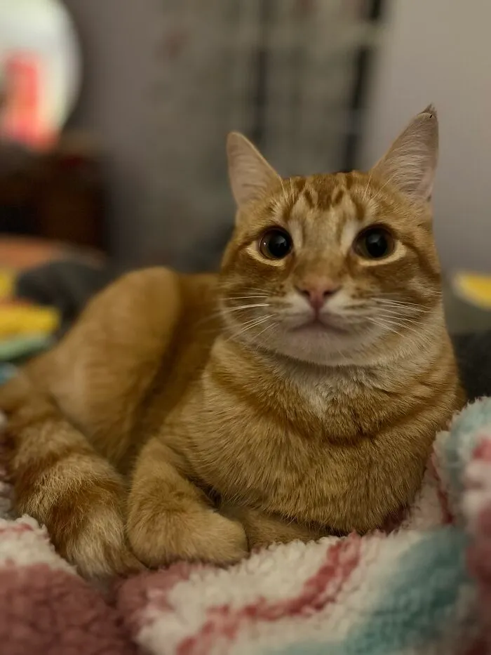 My Fat Chonky Boi