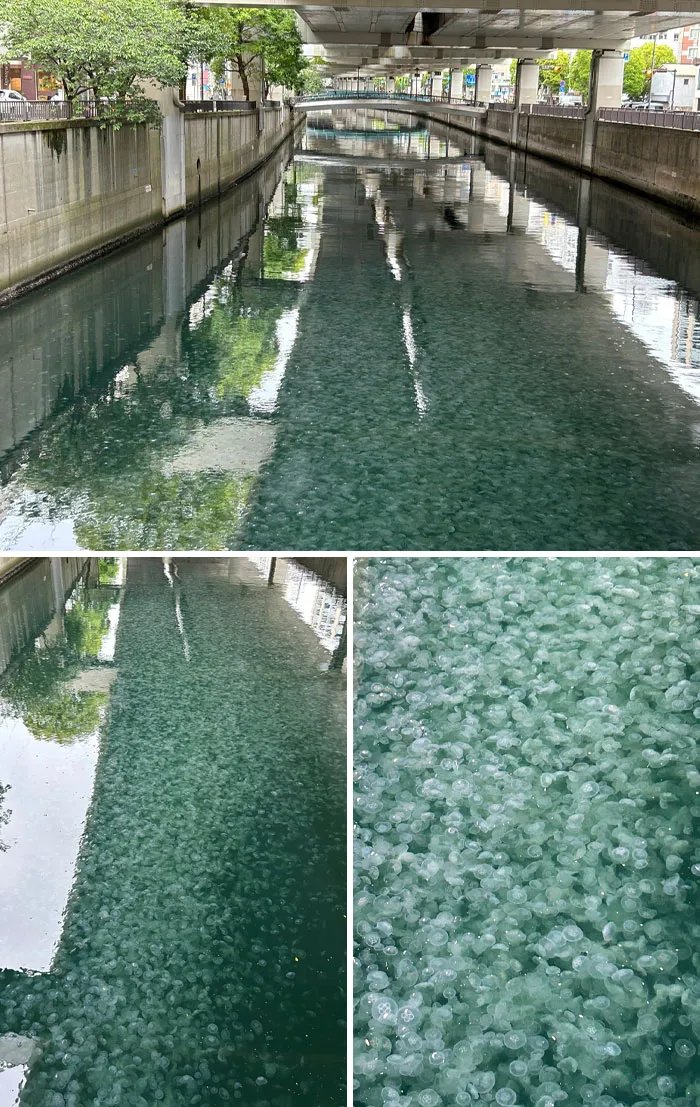 The River Looked Whitish And Murky, So When I Looked Closely, I Saw That Jellyfishes Were Migrating