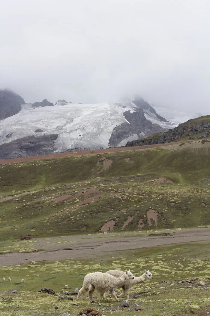 Vinicunca Mountain, Llamas, Peru