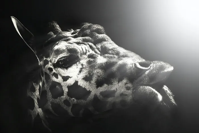 Reticulated Giraffe