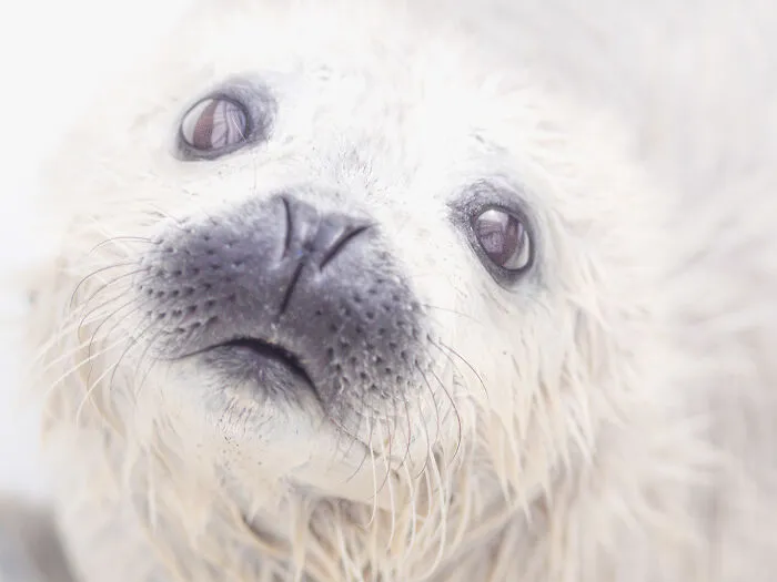 Baby Seal
