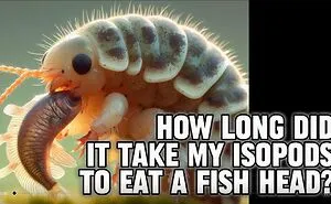 I Have A Fear Of Bugs, But I Keep Isopods As Pets!
