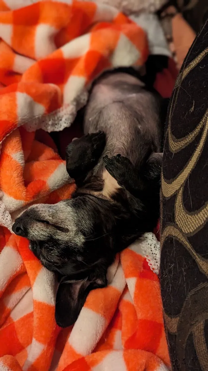 My Little 4 Lb Black Bean (Bb) Neglected And Pregnant At 10 Months Old To Now 3 Years Old Living Her Best Life.  Support Your Local Rescues, They Do Good Work