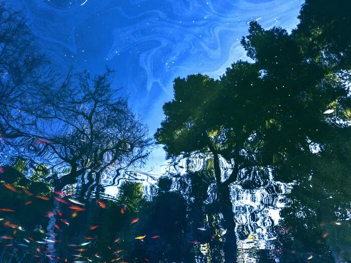 Starry-Ish Night Forest