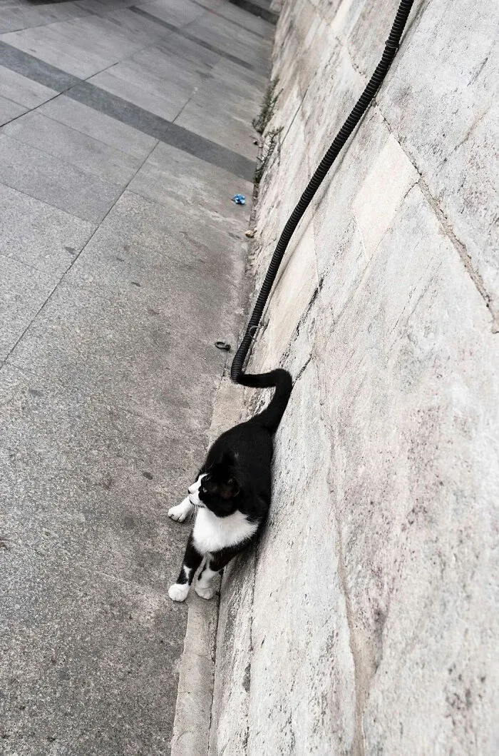 30 Entertaining Street Photographs As Proof That Timing Is Everything
