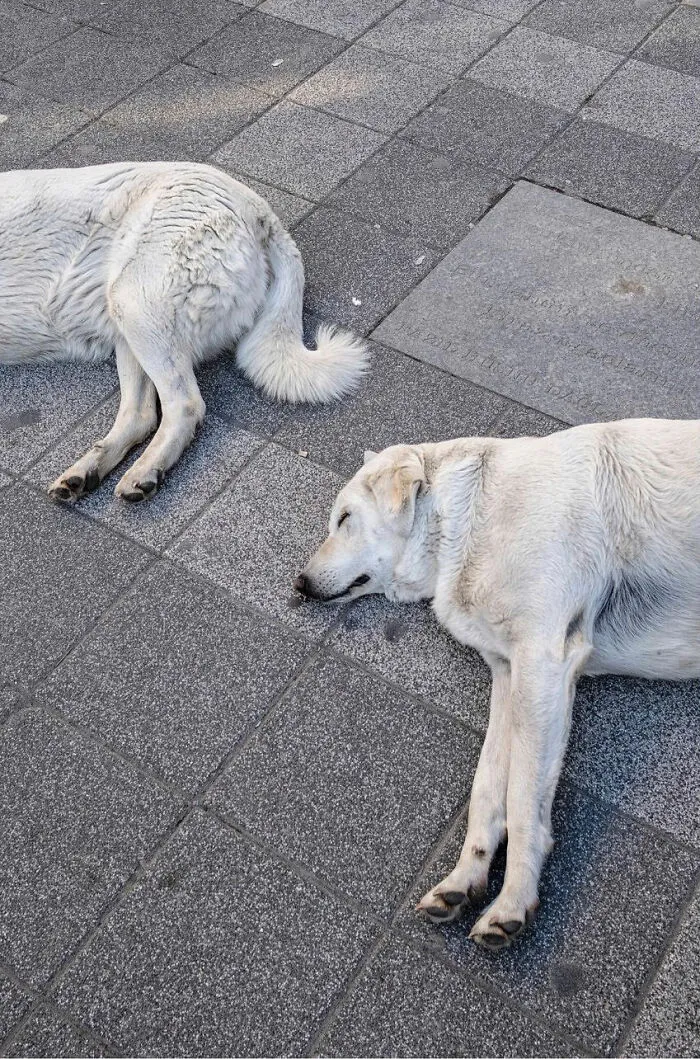 30 Entertaining Street Photographs As Proof That Timing Is Everything