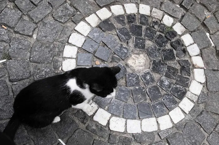 30 Entertaining Street Photographs As Proof That Timing Is Everything