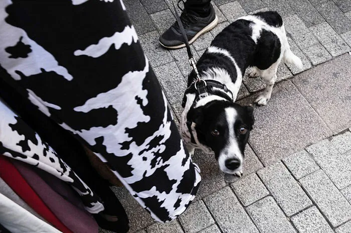 30 Entertaining Street Photographs As Proof That Timing Is Everything
