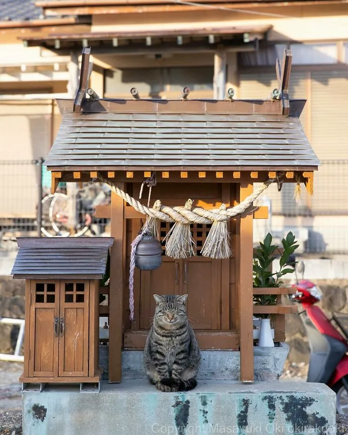 50 Captivating Images By Masayuki Oki Celebrating The Quirky And Playful Side Of Cats (New Pics)