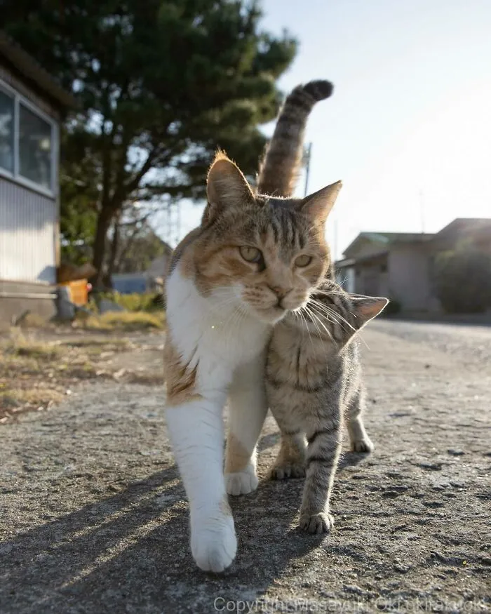 50 Captivating Images By Masayuki Oki Celebrating The Quirky And Playful Side Of Cats (New Pics)