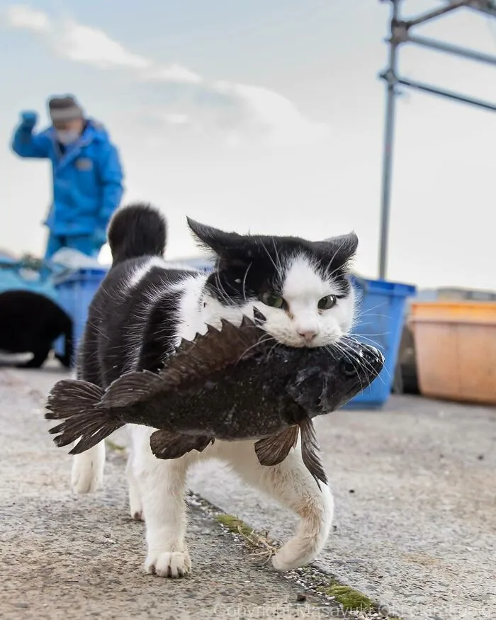 50 Captivating Images By Masayuki Oki Celebrating The Quirky And Playful Side Of Cats (New Pics)