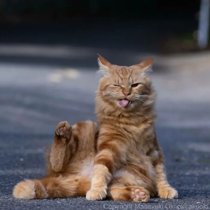 50 Captivating Images By Masayuki Oki Celebrating The Quirky And Playful Side Of Cats (New Pics)