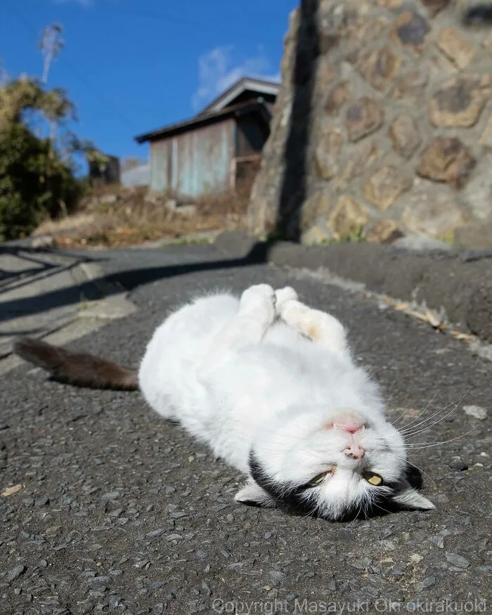 50 Captivating Images By Masayuki Oki Celebrating The Quirky And Playful Side Of Cats (New Pics)