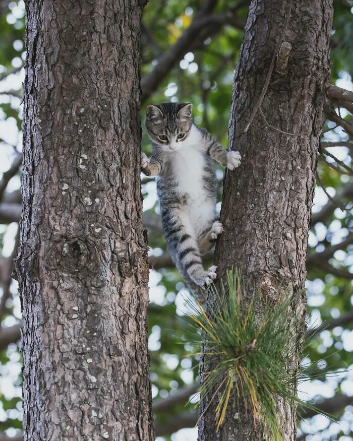 50 Captivating Images By Masayuki Oki Celebrating The Quirky And Playful Side Of Cats (New Pics)