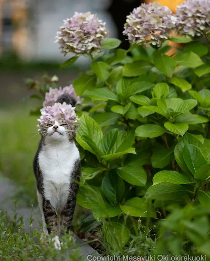 50 Captivating Images By Masayuki Oki Celebrating The Quirky And Playful Side Of Cats (New Pics)
