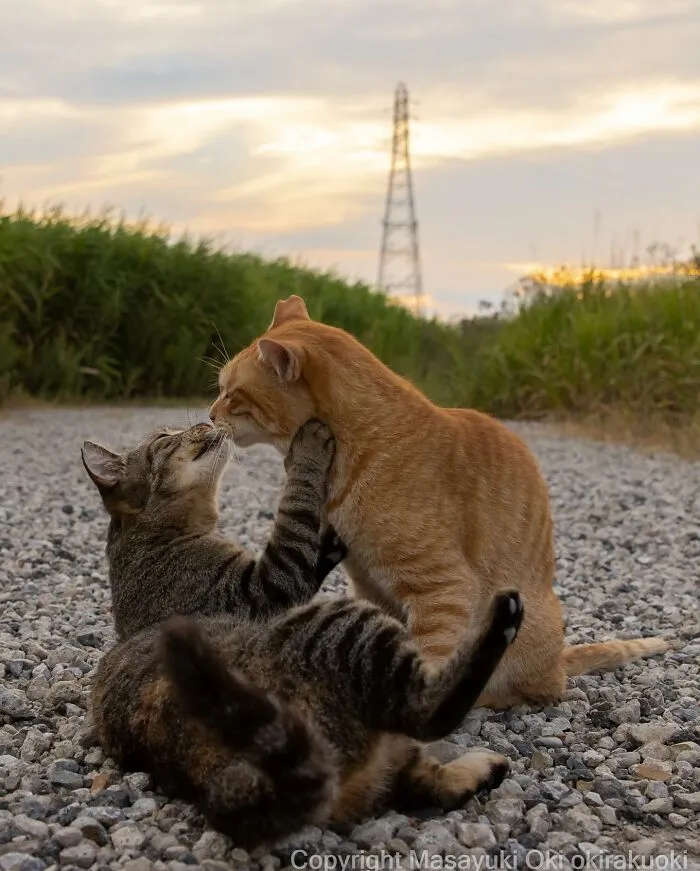 50 Captivating Images By Masayuki Oki Celebrating The Quirky And Playful Side Of Cats (New Pics)