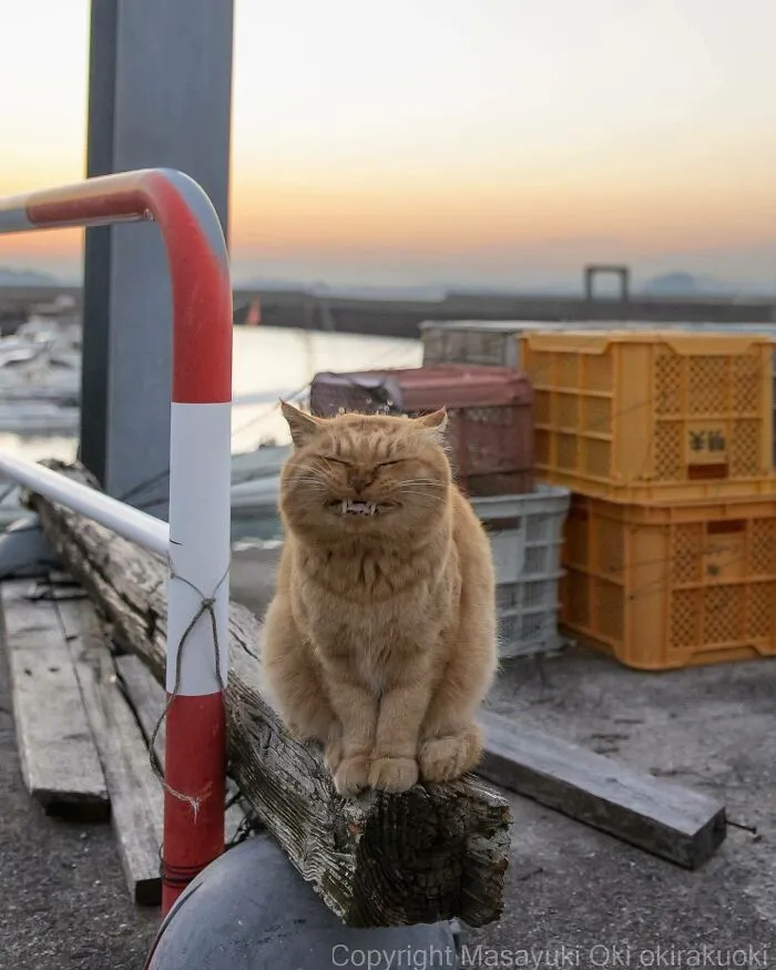 50 Captivating Images By Masayuki Oki Celebrating The Quirky And Playful Side Of Cats (New Pics)