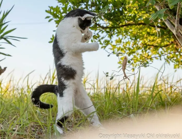 50 Captivating Images By Masayuki Oki Celebrating The Quirky And Playful Side Of Cats (New Pics)