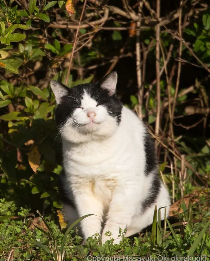 50 Captivating Images By Masayuki Oki Celebrating The Quirky And Playful Side Of Cats (New Pics)
