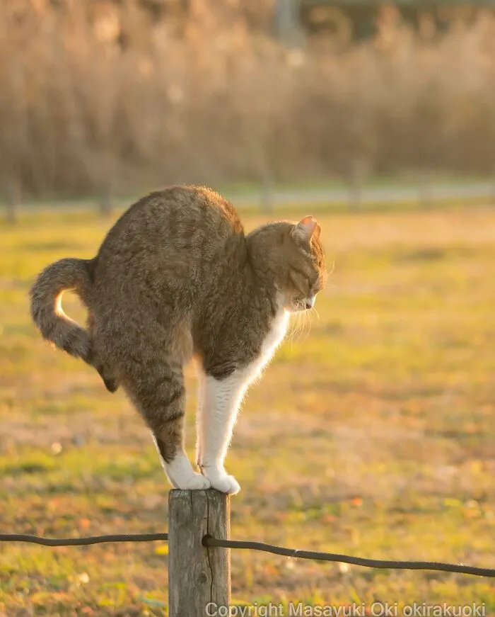 50 Captivating Images By Masayuki Oki Celebrating The Quirky And Playful Side Of Cats (New Pics)
