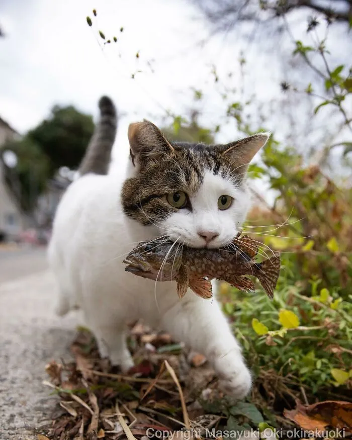 50 Captivating Images By Masayuki Oki Celebrating The Quirky And Playful Side Of Cats (New Pics)